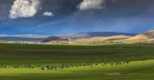 /static/images/herder/1922664193215959040.webp