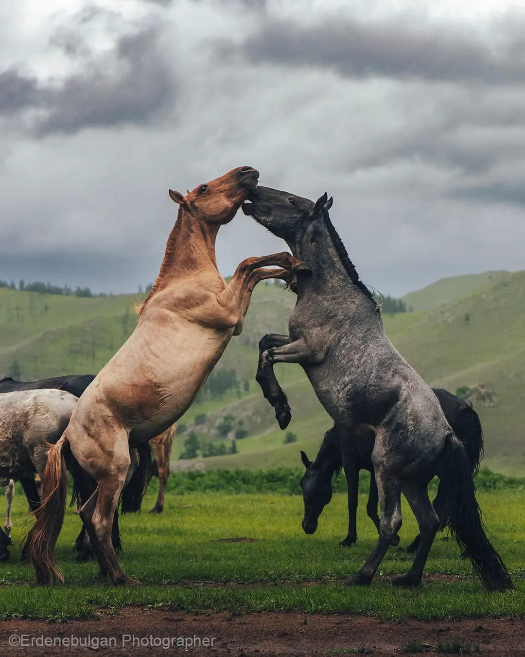 /static/images/herder/1977082041925111808.webp
