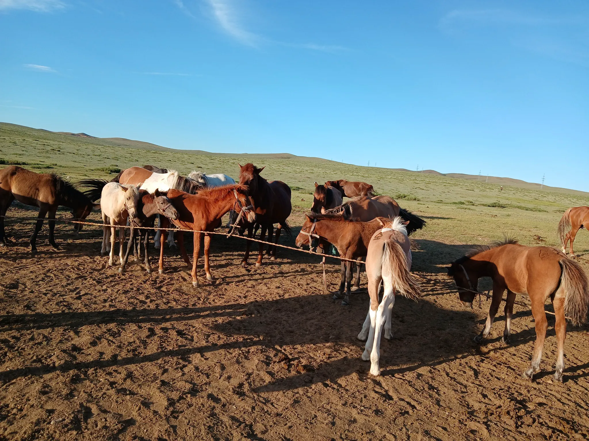 /static/images/herder/1977082144169660416.webp